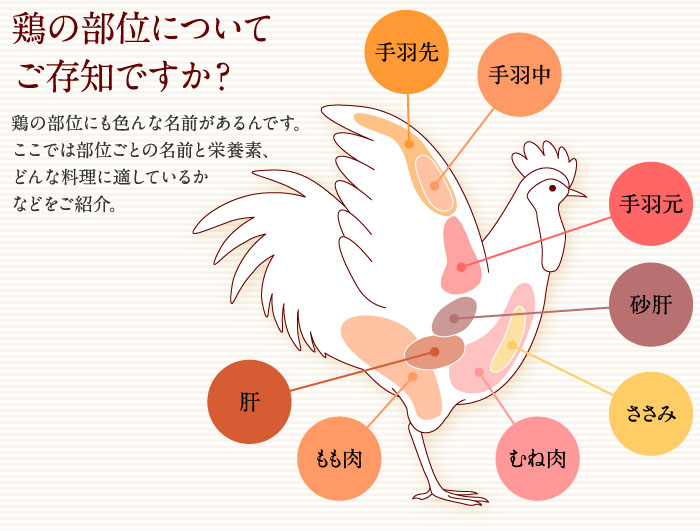 砂 ずり 栄養素